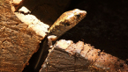 Murray's Skink
