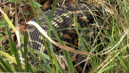 Carpet Python Resting