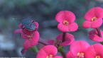 Shield Bug
