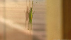 Katydid