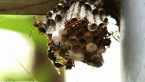Paper Wasp Nest