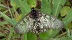 Australian Glasswing Butterfly
