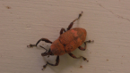 Weevil