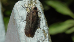 Planthopper