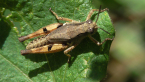 Grasshopper