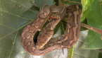 Carpet Python