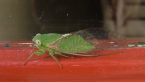 Lesser Bottle Cicada