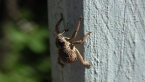 Weevil