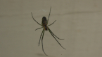 Long-jawed Orb-weaving Spider