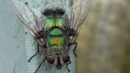 Tachinid Fly