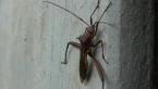 Pod-sucking Bug