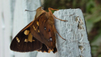 Orange Ochre Butterfly