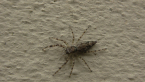 Jumping Spider