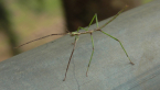 Stick Insect Nymph