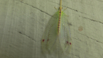 Diamond-banded Lacewing