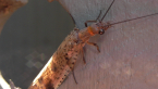 Dobsonfly