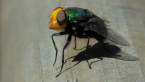 Green Blowfly