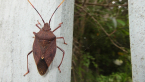 Brown Shield Bug