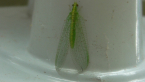 Green Lacewing