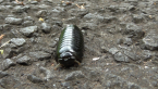 Pill Millipede