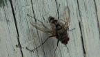 Tachinid Fly