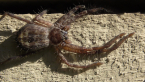 Bark Huntsman