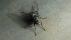 Bush Fly