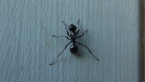 Worker Ant