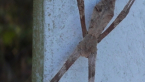 Rufous Net-casting Spider