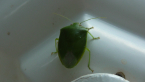 Shield Bug