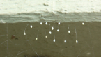 Lacewing Eggs