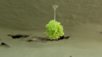 Insect Eggs