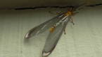 Blue Eyes Lacewing