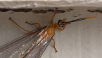 Blue Eyes Lacewing