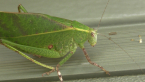 Katydid