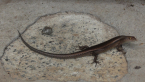 Unidentified Skink