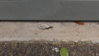 Unidentified Skink