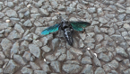 Blue Flower Wasp