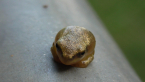Cascade Treefrog