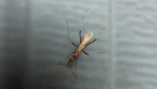 Male Spider Ant
