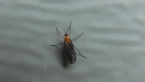 Dark-winged Fungus Gnat