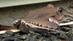 Great Barred Frog