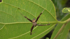 Male St Andrew