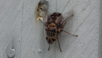 Tachinid Fly