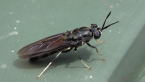 Black Soldier Fly