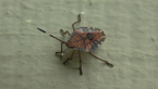 Stink Bug Nymph