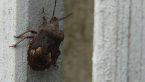 Shield Bug