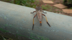 Robber Fly