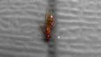 Winged Ant