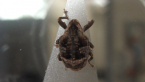 Cryptorhynch Weevil